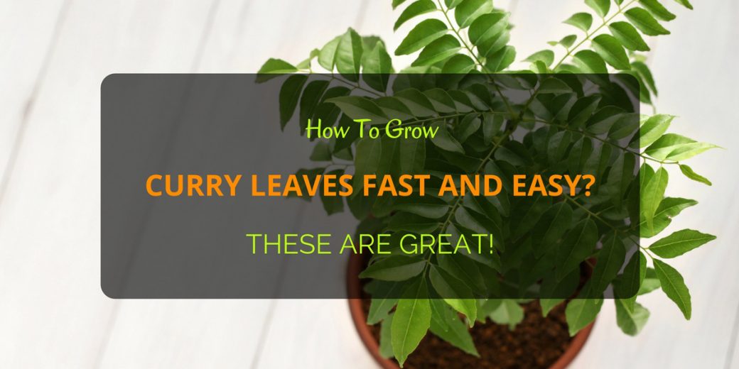 Curry-Leaves