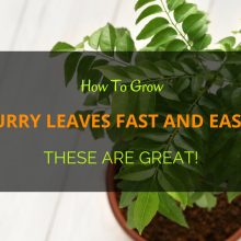 Curry-Leaves