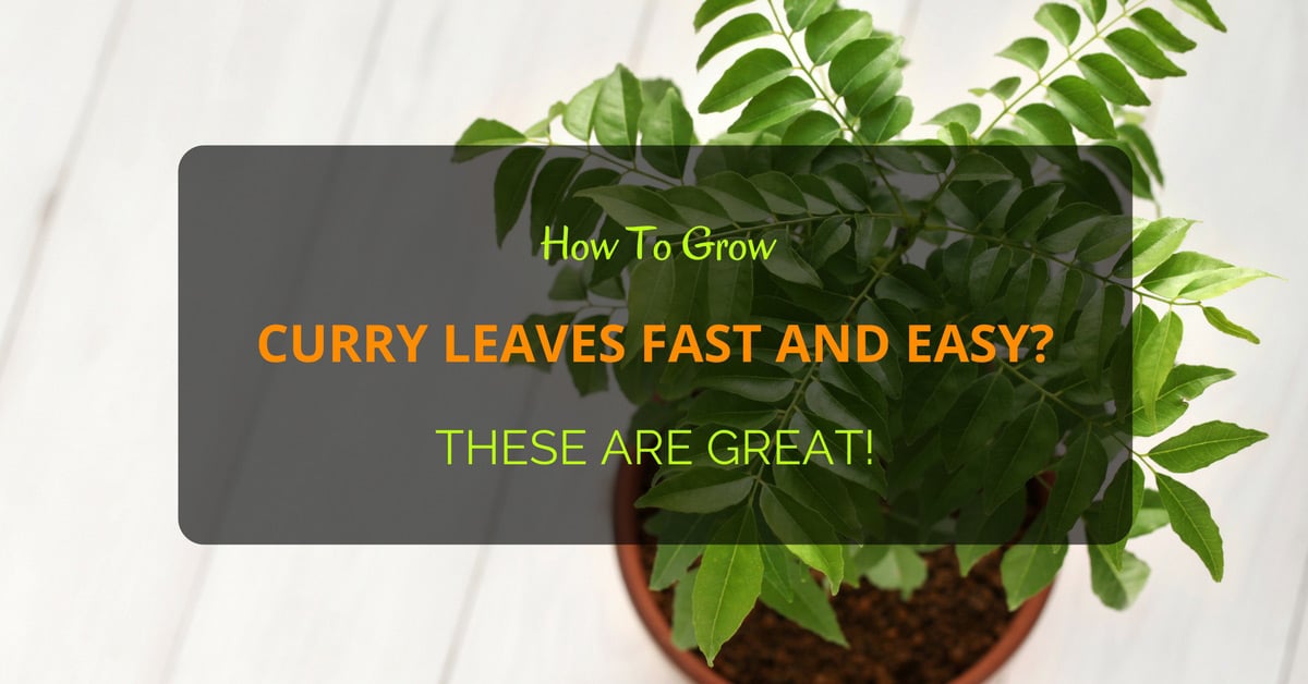 How To Grow Curry Leaves