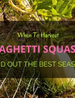 Harvest Spaghetti Squash