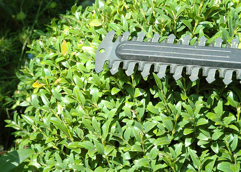 Best Cordless Hedge Trimmer