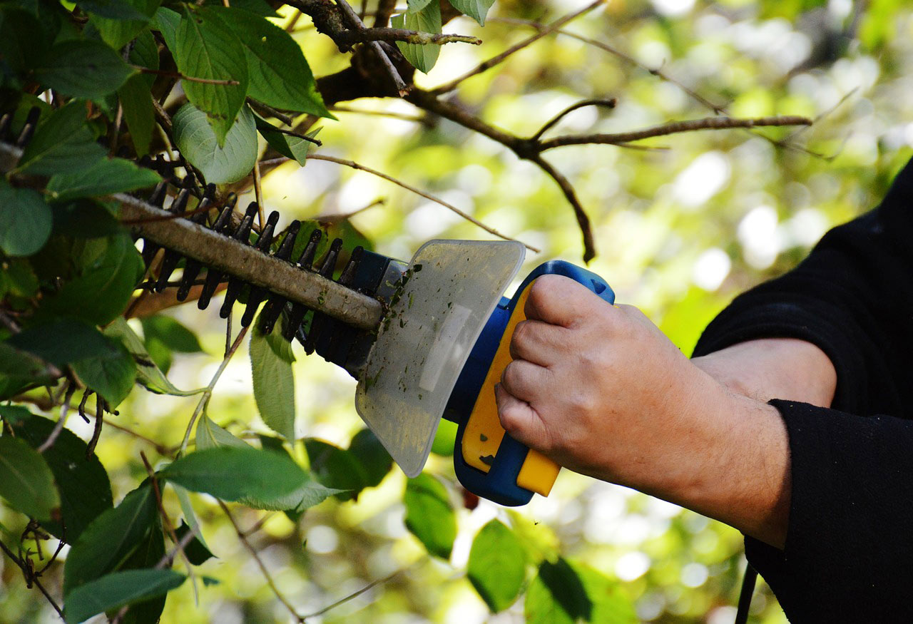 Best Cordless Hedge Trimmer