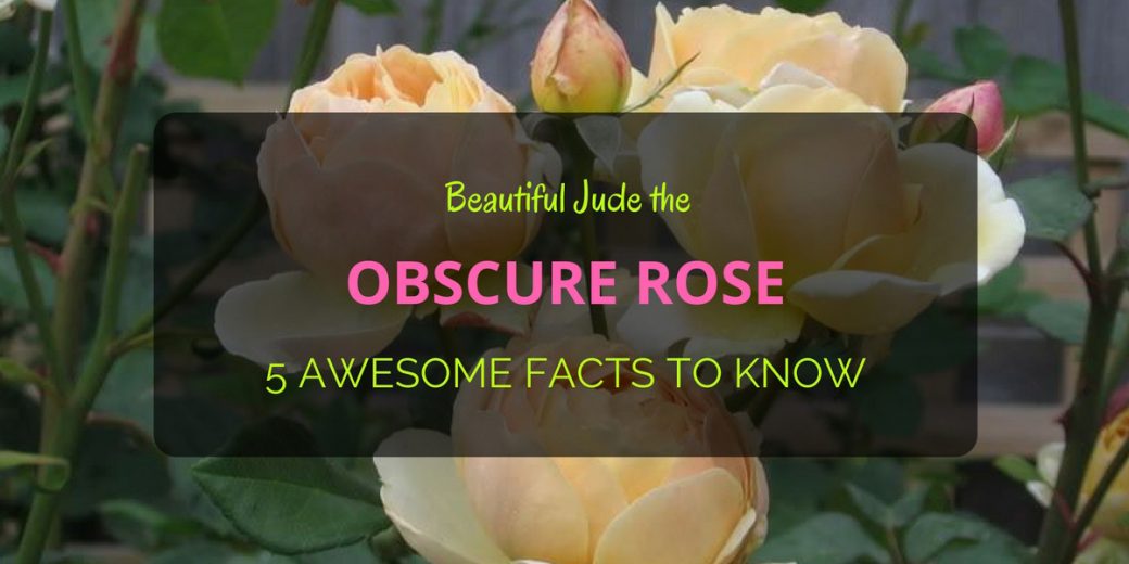 Obscure-Rose