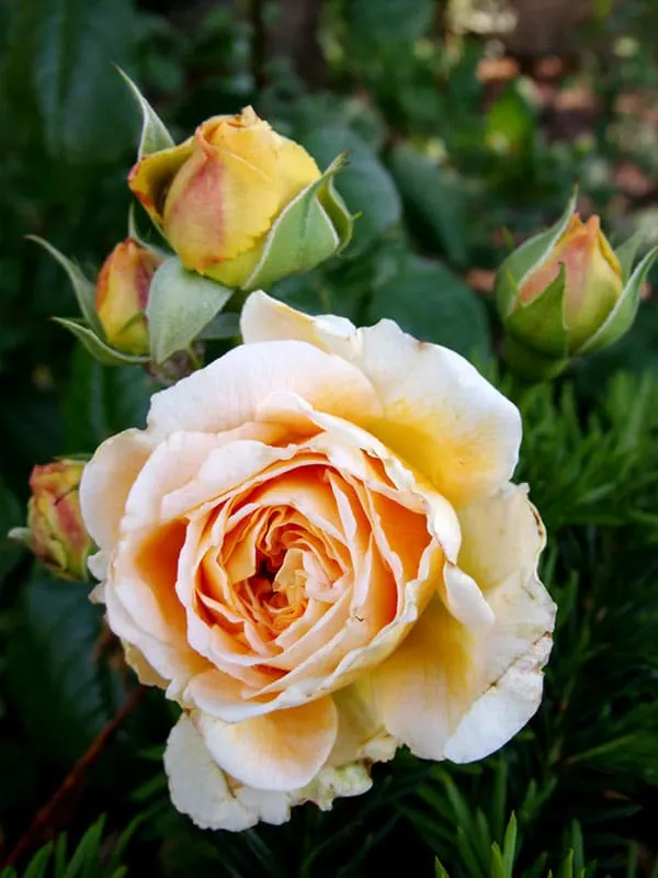 Obscure Rose