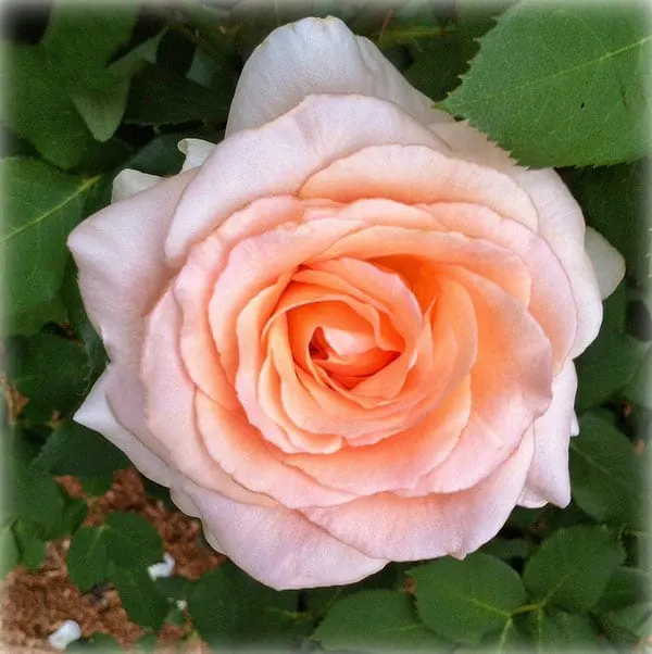 Obscure Rose