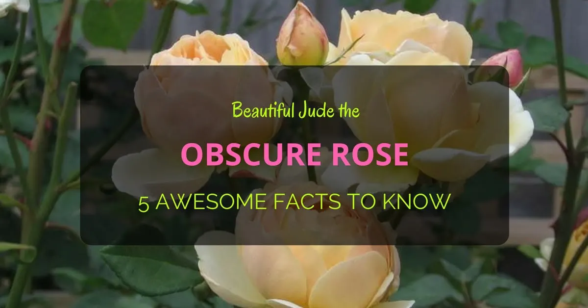 Obscure Rose