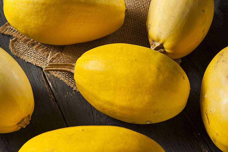 how do you know when to harvest spaghetti squash