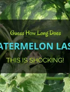 How Long Does Watermelon Last