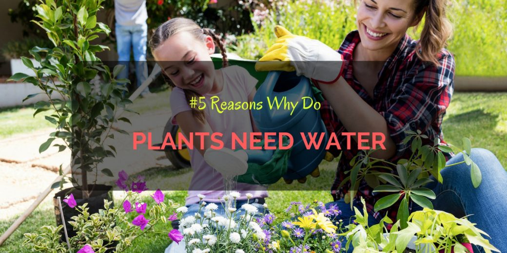 Why-Do-Plants-Need-Water-(3)