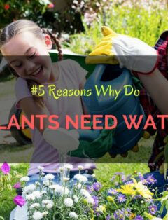 Why Do Plants Need Water