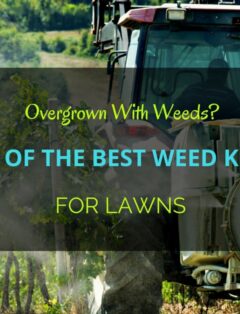 Best Weed Killer