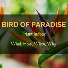 Bird-of-Paradise