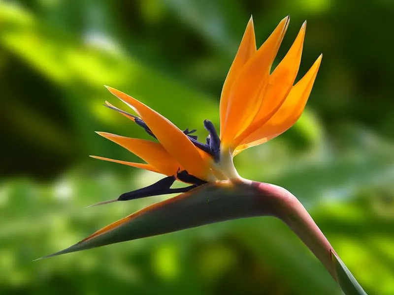 Bird of Paradise Plant Indoor