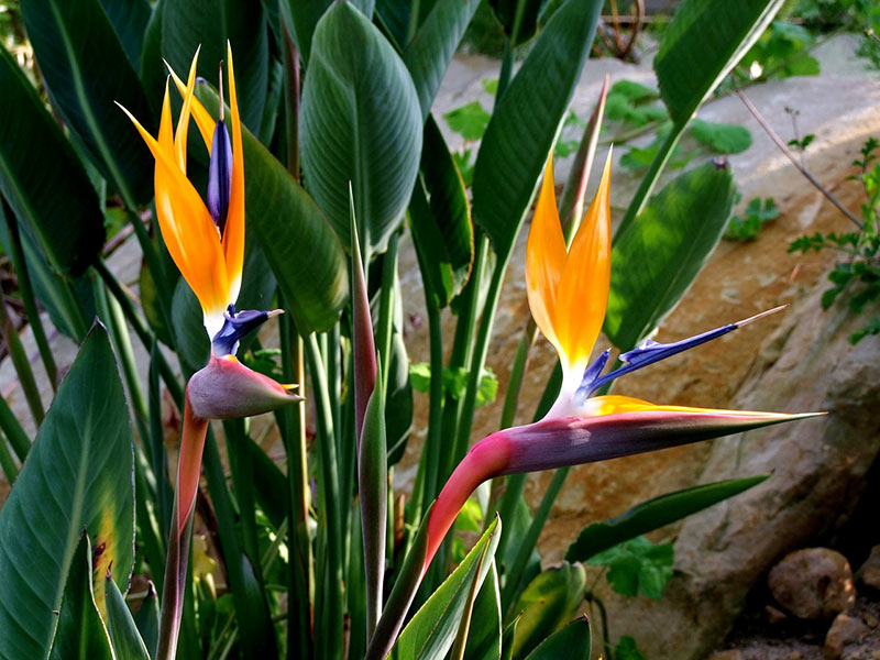 Bird of Paradise Plant Indoor