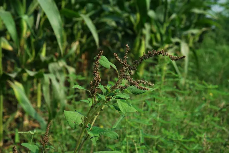 Broadleaf weeds - Best Weed Killer