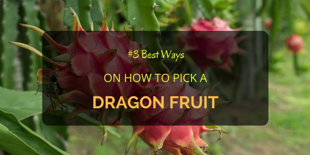 Dragon-Fruit