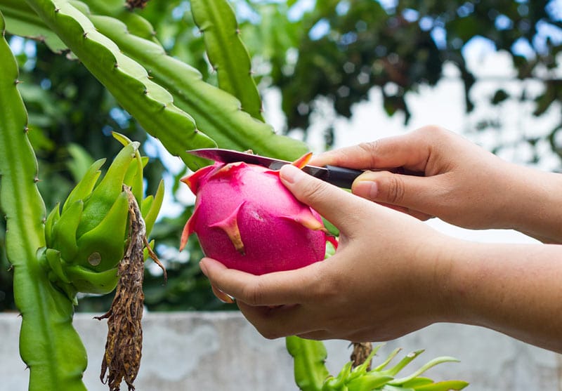 how to pick a sweet dragon fruit