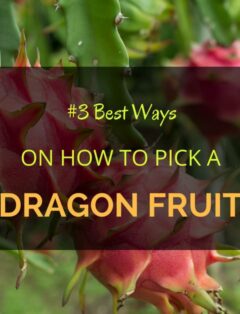 How to Pick a Dragon Fruit