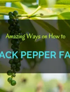 How to Grow Black Pepper Fast