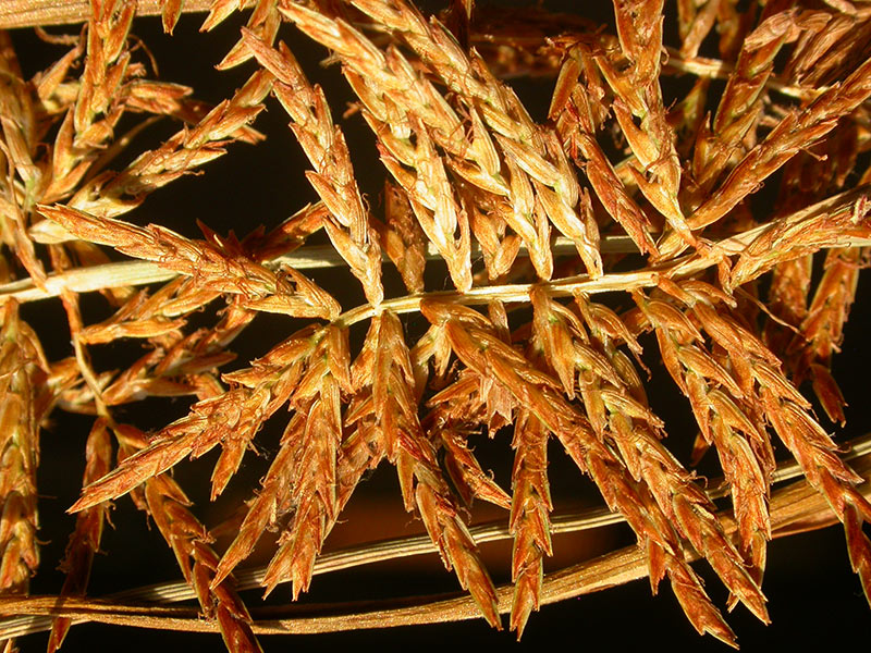 How to Get Rid of Nutsedge