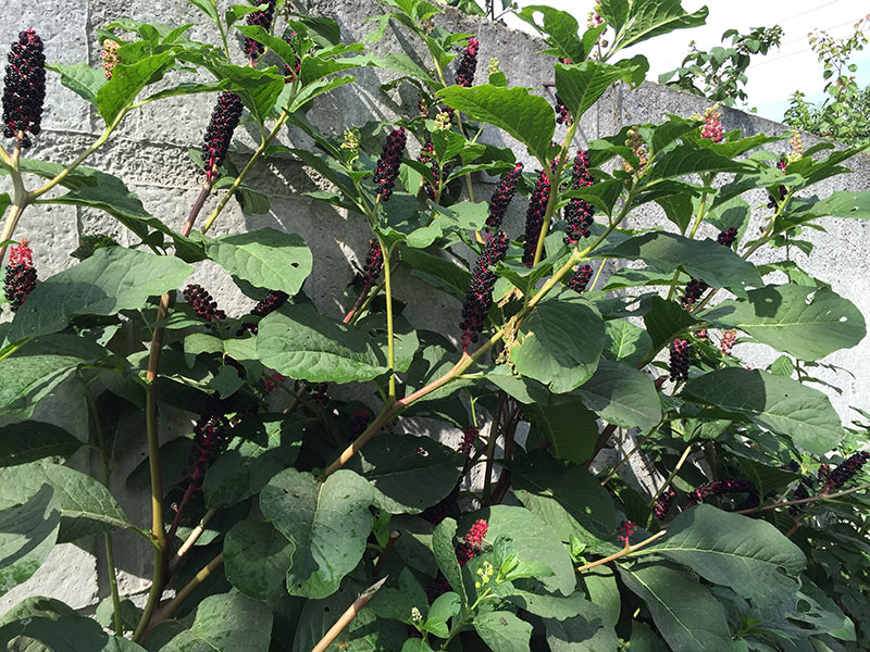 How to Get Rid of Pokeweed