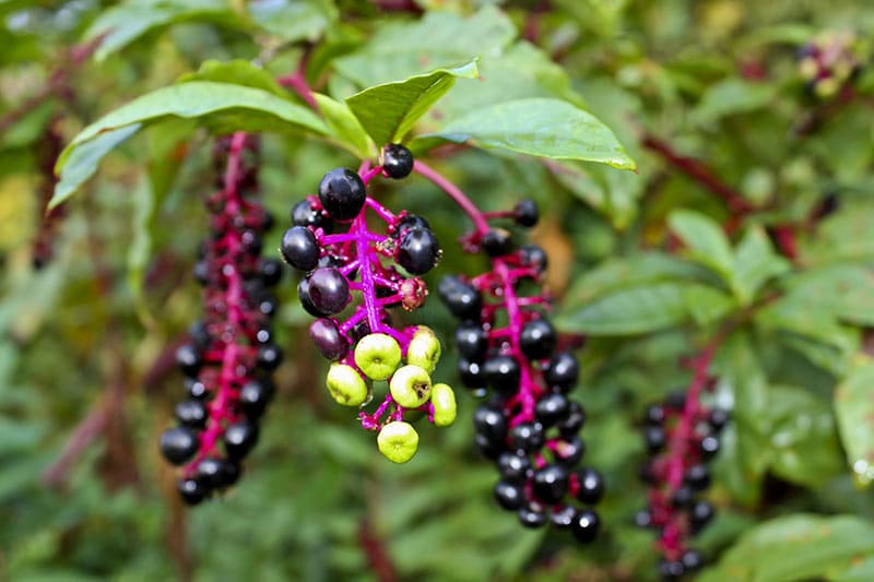 how to get rid of pokeweed naturally