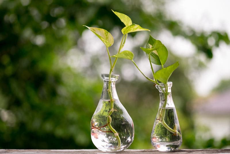 how to propagate pothos cutting