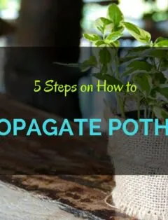 How to Propagate Pothos