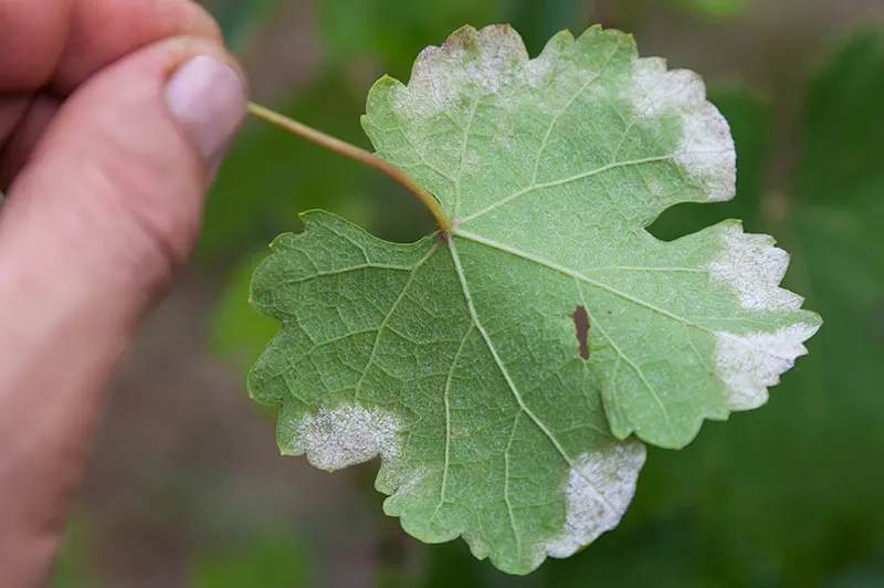Powdery Mildew