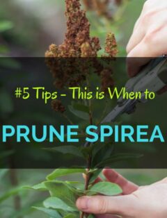 When to Prune Spirea