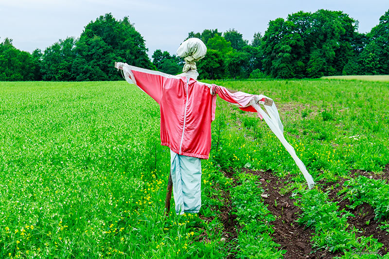 How to Keep Crows Away 7 Awesome Tricks