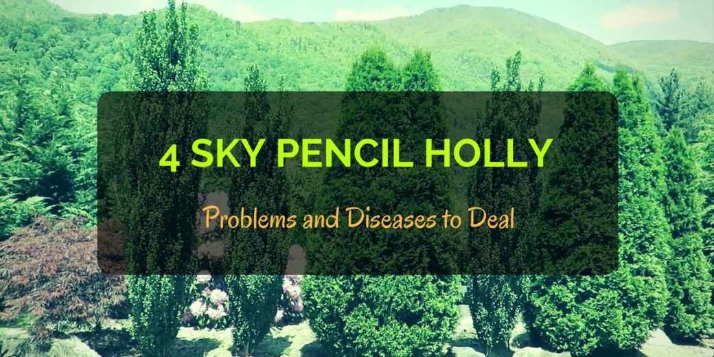 Sky-Pencil-Holly