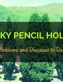 Sky Pencil Holly Problems & Diseases
