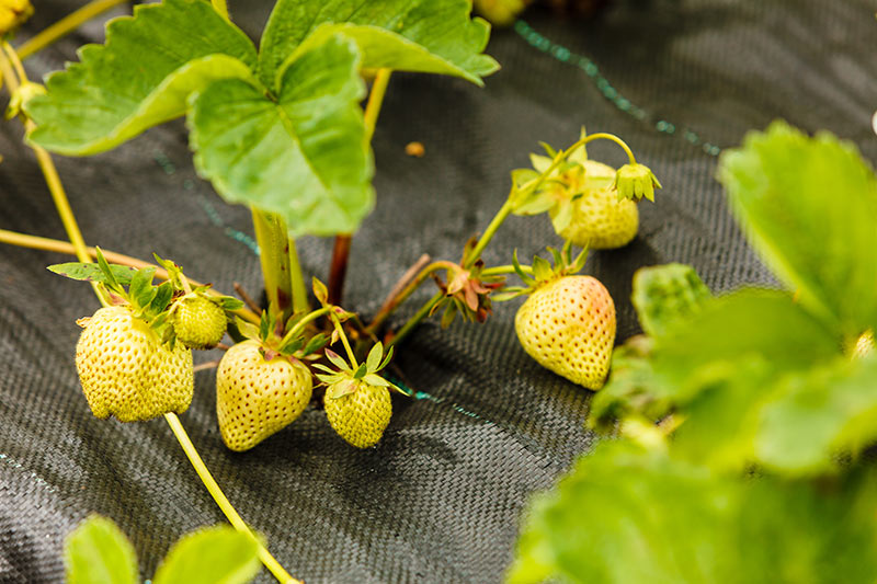 When to Harvest and How to Ripen Strawberries