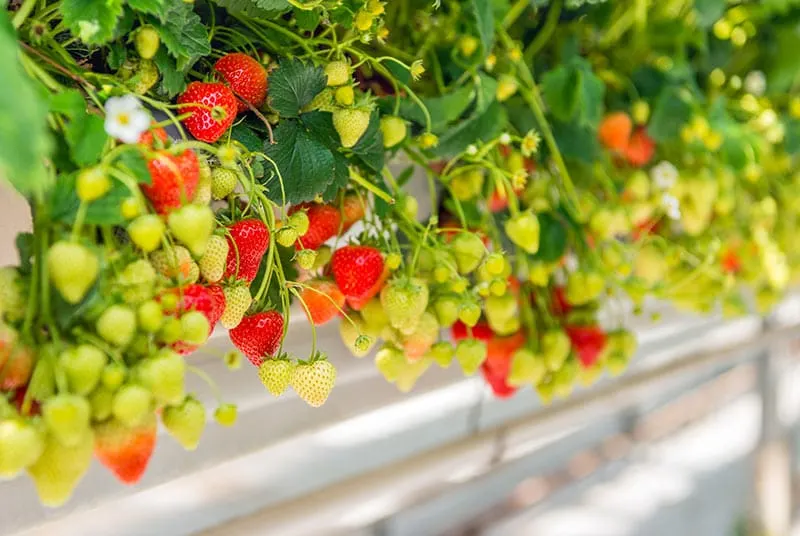 how to ripen strawberries on the plant