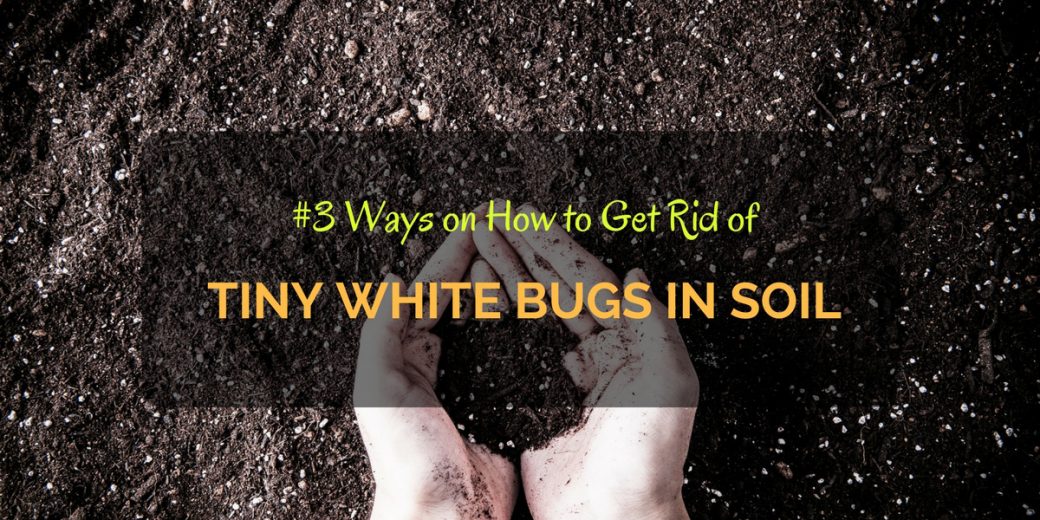 Tiny-White-Bugs-in-Soil