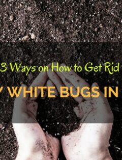 How to Get Rid of Tiny White Bugs in Soil