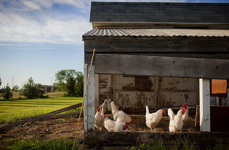 How to Keep Chickens Out of Garden