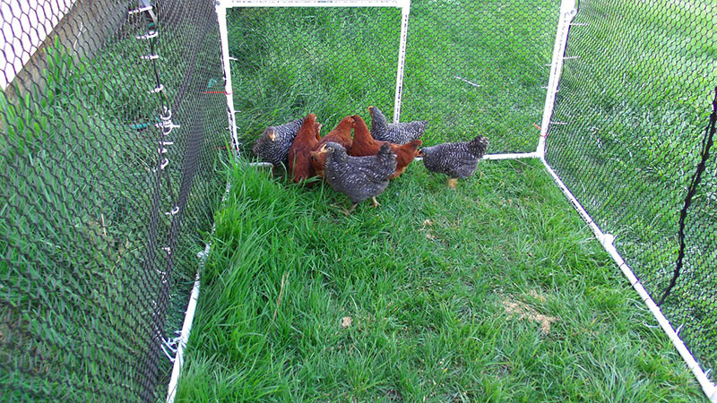 How to Keep Chickens Out of Garden
