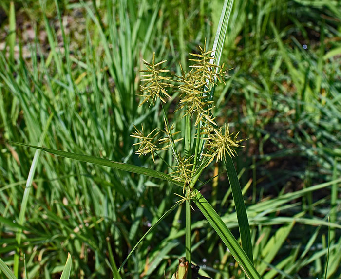 How to Get Rid of Nutsedge