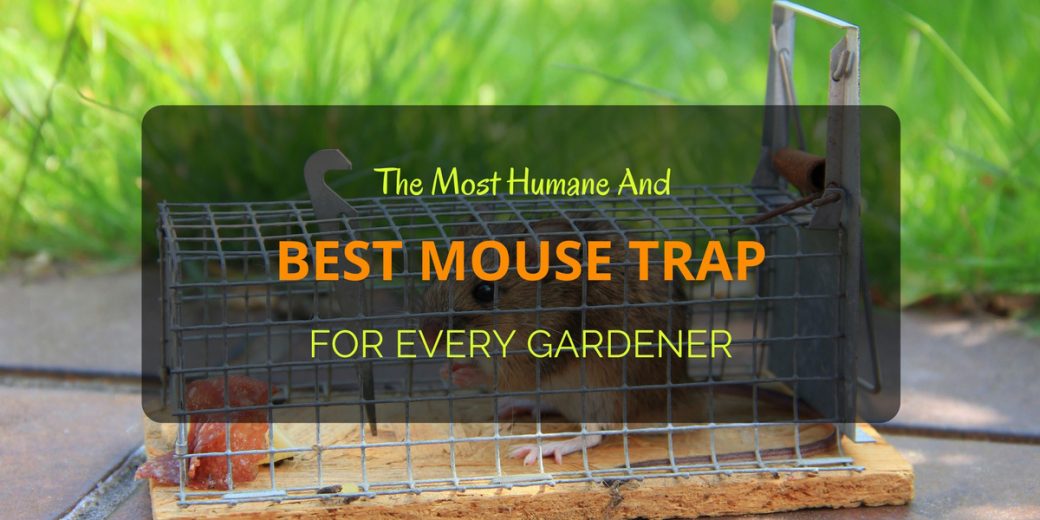 Best-Mouse-Trap