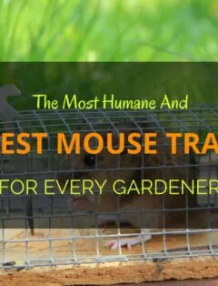 Best Mouse Trap