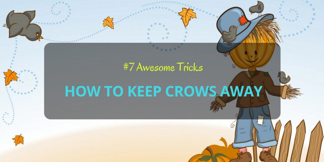 Keep-Crows-Away