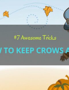 How to Keep Crows Away