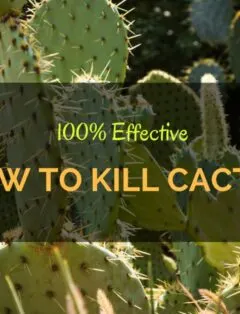 How to Kill Cactus