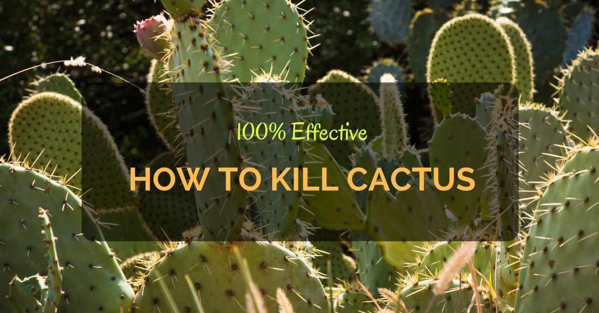 5 Stylish Ideas For Your Poison Cactus Plants