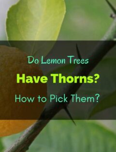 Do Lemon Trees Have Thorns