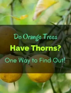 Do Orange Trees Have Thorns