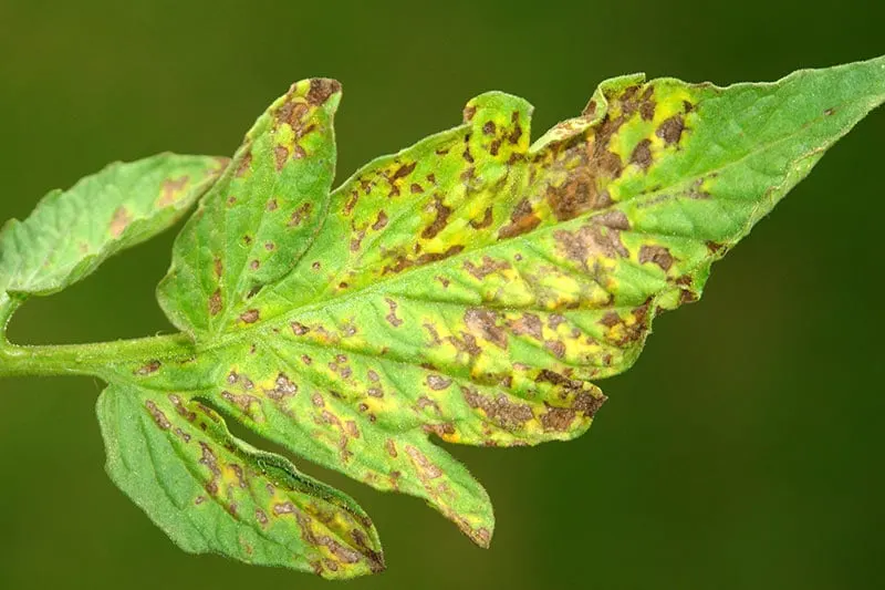 Why are My Tomato Plant Leaves Turning Yellow