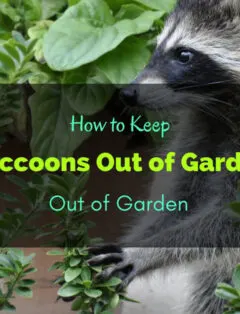 How to Keep Raccoons Out of Garden